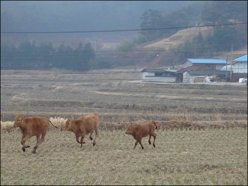 황소 3마리의 질주 